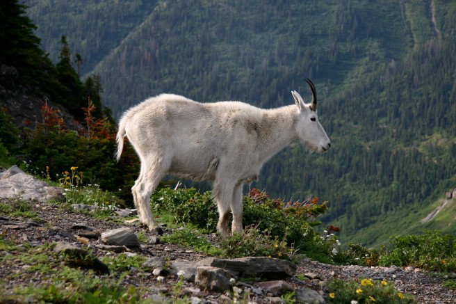Logan Pass Goat